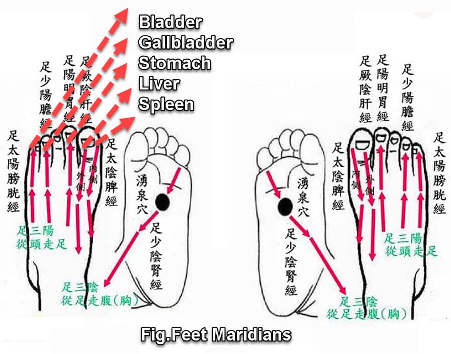fig foot meridian